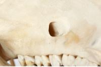 Skull Boar - Sus scrofa 0045